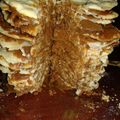 El cooksnap de Doris Navarrete Gomez cuando hizo Rogel fácil y rico!.