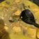 Cooksnap dari Soniaputrif untuk resep Opor Ayam Ala Lebaran