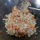 Cooksnap dari Rachmita Virdani untuk resep Cauliflower Fried Rice / Nasi Goreng Bunga Kol