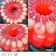 Cooksnap dari Silvina Arifin untuk resep Puding kelapa cocopandan