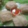 Cooksnap dari Nora Azizah untuk resep Siomay Kubis