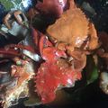 Cooksnap dari Nova Adelia untuk resep Kepiting saus padang