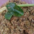 Cooksnap dari Mama Vania untuk resep Pampis Tuna Pedas🐟