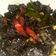 Cooksnap dari Vebby Wilda untuk resep Black pepper beef/sapi lada hitam/Bo luc lac/daging ala vietnam