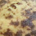 Cooksnap από dcroula στη συνταγή Γαλατόπιτα