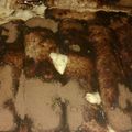 El cooksnap de Belen Garcia cuando hizo Tiramisú Italiano.