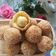 Cooksnap của Phan Bao Van khi họ làm theo món Banh cam lúc lắc