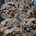 Cooksnap dari Mira untuk resep 55* Muffin Pisang Cokelat / Choco Banana Muffins