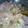 Cooksnap dari Amalina Zaki untuk resep Gudeg
