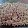 Cooksnap dari AinurRudy untuk resep Simple black forest...part 2 (No Mixer)
