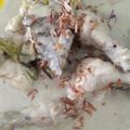 Cooksnap dari rhie Latief untuk resep Opor Ayam Bumbu Kuning