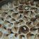 El cooksnap de belen15 cuando hizo Lemon pie con base de chocolate.