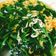 Cooksnap của Rose Truong khi họ làm theo món Canh xà lách xoong xương gà