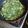 El cooksnap de Pezoa Concha Francis cuando hizo Pebre de champiñones.
