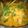 Cooksnap dari Saturday.april_14 untuk resep Ayam woku