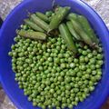 صورة من 🇩🇿🇩🇿مطبخ Houhouzin، شاركها بعد تجربة وصفة تجميد البزلاء (الجلبانة)