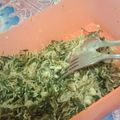 Cooksnap dari Maria Tortor untuk resep Urap daun singkong