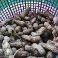 Cooksnap dari Emiriza untuk resep Kacang Rebus (Kacang Godog)