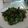 Cooksnap dari Ummu Uwais untuk resep Tumis daun katuk