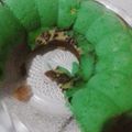 Cooksnap dari Sofie Amrullah untuk resep Bolu kukus tepung beras