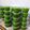 Cooksnap dari Sri Ekawati untuk resep Agar agar lumut santan kara