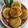 Cooksnap dari Dias Weedias untuk resep Wingko teflon