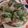 Ankita Solanki's cooksnap of when they made દૂધી ઢોકળા (Dudhi Dhokla Recipe in Gujarati).