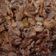 Cooksnap dari arianty untuk resep Bawang Goreng Awet Kriuk + Tips
