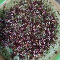 Cooksnap dari Mom Steve untuk resep Martabak Manis Teflon (Eggless/Tanpa telur)