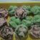 Cooksnap dari Ummu Umar untuk resep Bolu kukus mekar (no. Soda)