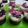 Cooksnap dari Lutfia Dwi Kusuma untuk resep Puding coklat vla vanilla mudah