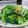麗麗 的 清炒芥菜（刈菜）【食在養生】 cooksnap