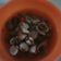 Cooksnap dari Rahayu Subaari untuk resep Sop kerang dara