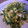 El cooksnap de Cristy Recetas cuando hizo Ensalada tibia de judías verdes, arroz  y atún.