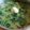 Cooksnap dari Juanito Wahyu untuk resep Gulai Daun Singkong