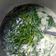 Cooksnap dari Pauline Haztine untuk resep Bobor kangkung