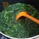 Cooksnap dari ree untuk resep Sayur Bayam
