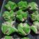 Cooksnap dari ani. untuk resep Bolu Kukus Mekar Lembut Tanpa Air Soda