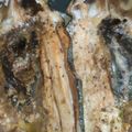 蛟龍Stormwyrm's cooksnap of when they made Simple Baked Tilapia.