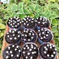 รูป Cooksnap ของ Sheewaporn Haotrakool เมื่อเขาทำ Chocolate Banana Cupcake
