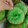 Cooksnap dari Eline Nurzenab untuk resep Kucur lembut tetep lemes (cucur pandan) tips sukses anti gagal