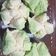 Cooksnap dari Yenlin Wang untuk resep Bolu Kukus (Mekar Tanpa Soda)