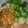 Cooksnap dari Dika Septiani untuk resep Mie ayam home made