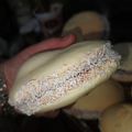 El cooksnap de Ayelén cuando hizo Alfajores de maizena gigantes.