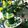 Sudipa Gope's cooksnap of when they made Cucumber sharbat.