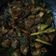 Cooksnap dari filza zufri untuk resep Ayam rica kemangi