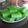 Cooksnap dari Rara Sekar Kinanti untuk resep Kue Lapis Pepe / Lapis Kanji