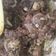 Cooksnap dari hanifah alaydrus untuk resep Asem Garem daging Kambing