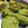 El cooksnap de marcela Rri cuando hizo Croquetas de brócoli al horno.