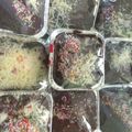 Cooksnap dari Tïňã Tìňå untuk resep Brownies Kukus Cup